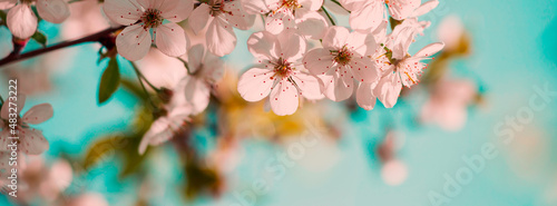 Blooming spring background.