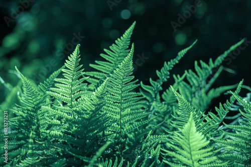 Fern leaves grow in the forest.