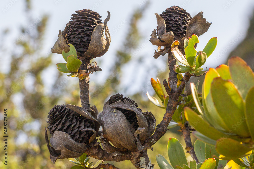 Cones of a Proteaceae on Table Mountain in the Western Cape of South Africa