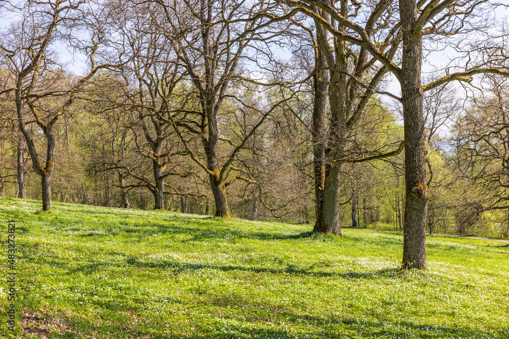 Fototapeta premium Trees in a parkland in the spring