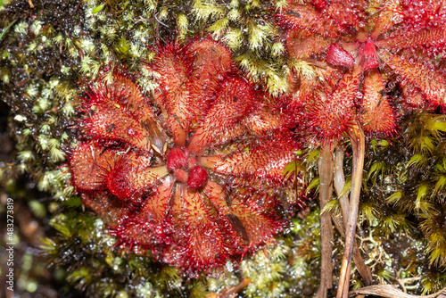 Close-up of Drosera aliciae (a carnivorous plant) seen on Table Mountain in the Western Cape of South Africa