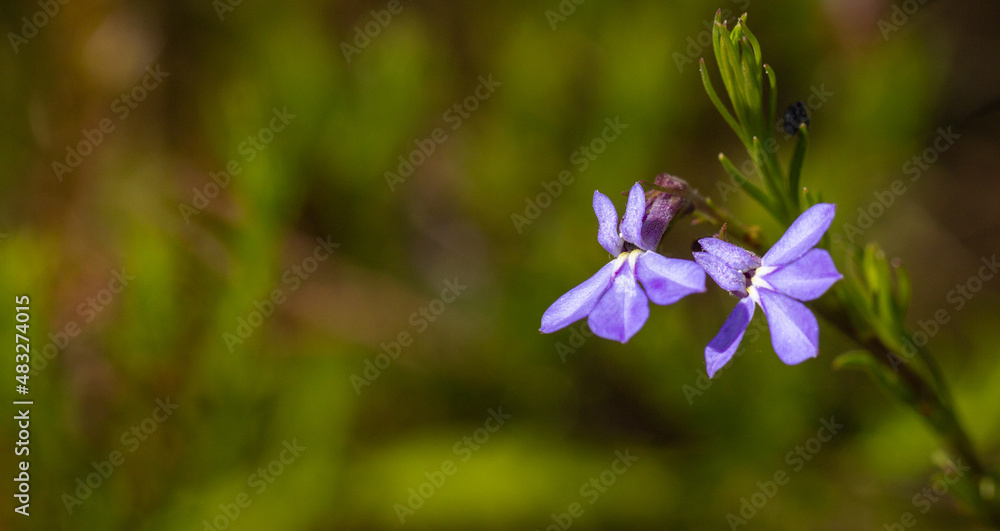 Flowers of Lobelia pinifolia seen on the Table Mountain in the Western Cape of South Africa