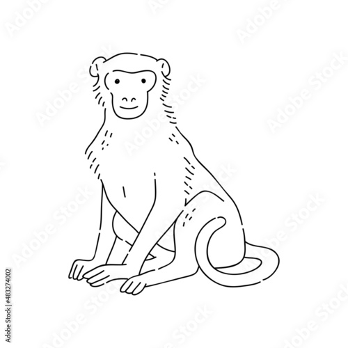 Monkey vector doodle animal of Eastern astrological calendar black outline on white background.