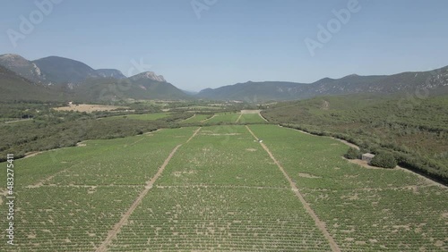 Low flight over green valley vineyard grape vines near French Pyrenees photo