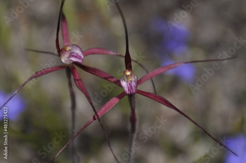 Growing in bushland, the Crimson Spider Orchid