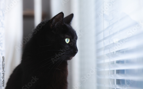Side view of a black cat looking out the window.