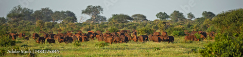 African Buffalo - Syncerus caffer, member of African big five from Tsavo East, Kenya. photo