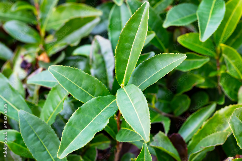 Tea Camellia sinensis the upper leaves on the bushes. Green tea leaves on a branch. Tea Camellia sinensis the upper leaves on the bushes. Green tea leaves on a branch.