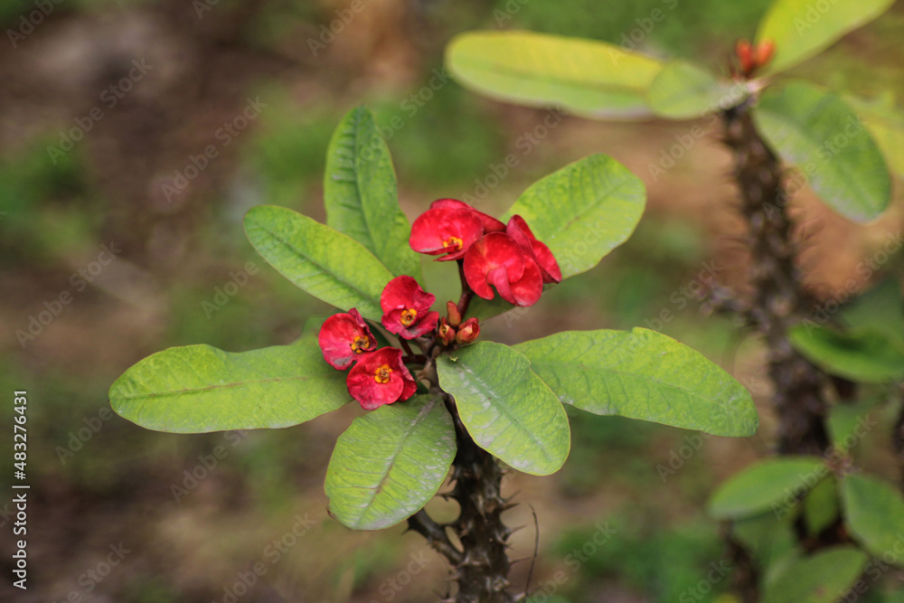 crown-of-thorns flower crown-of-thorns flower