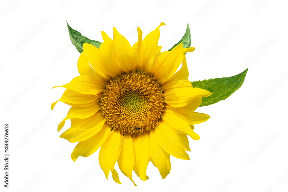 Fototapeta premium one sunflower top view isolated