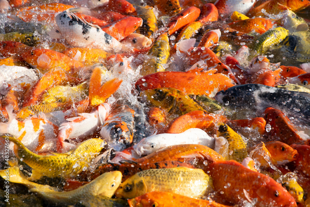 Koi fish or carp fish swimming in the pond Koi fish or carp fish swimming in the pond