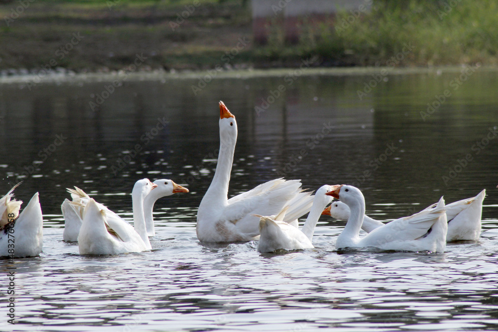 Fototapeta premium swans on the river