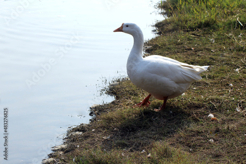 ducks on the lake side