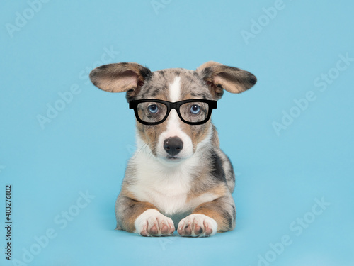 Canvas Cute Blue Merle Welsh Corgi Puppy With Blue Eyes Wearing Black Glasses On A Blue