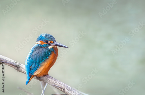 Kingfisher perched on branch in pond