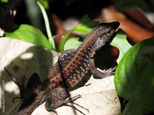 The Middle American Ameiva, Holcosus festivus, is hiding in the leaves, Costa Rica photo