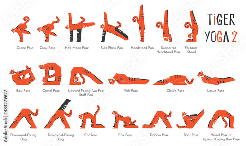 Vector isolated collection with animal cartoon character having yoga practice. Asian tiger learns relaxing and stretching poses and asanas. Illustration set of basic fitness exercise for beginners