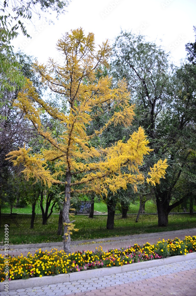 Naklejka premium Death alone. The tomb of the Pharaoh. Yellow tree.