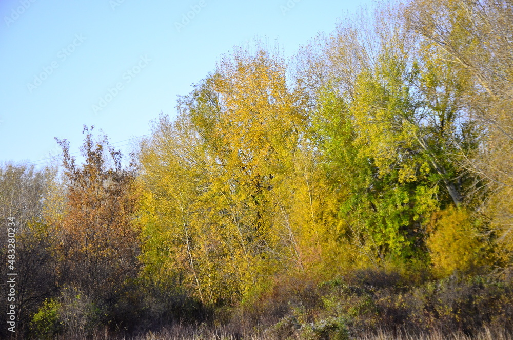 autumn in the forest