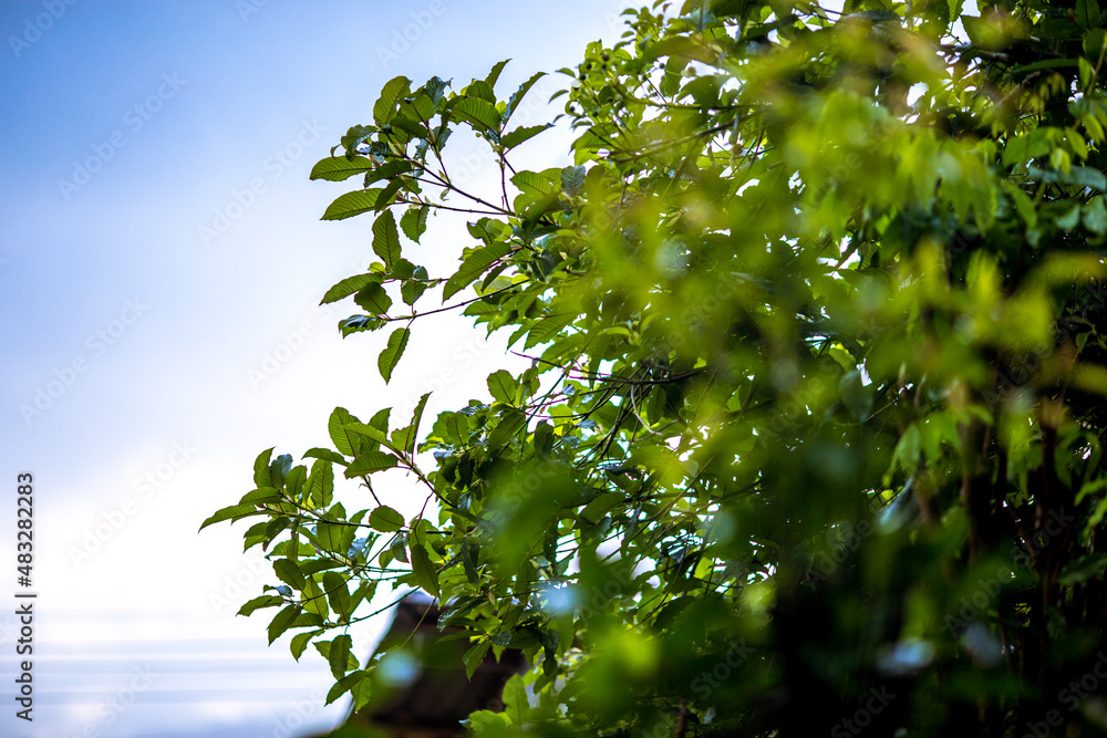 Fototapeta premium Close-up background view of leaves (green, colorful, black) according to the direction of light and growth, natural beauty, wallpaper of planted trees planted in the garden or home interior, shelter