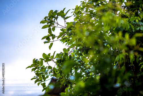 Close-up background view of leaves (green, colorful, black) according to the direction of light and growth, natural beauty, wallpaper of planted trees planted in the garden or home interior, shelter