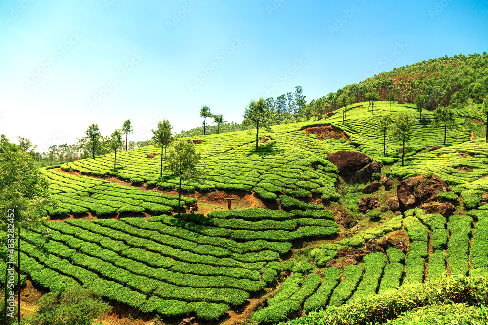 Landscape view of a tea plantation.