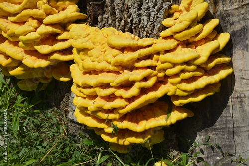 Edible mushroom Laetiporus sulphureus commonly known as crab of woods photo
