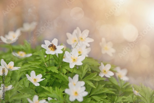 Spring flowers in the forest , Wild anemone (Anemone nemorosa)