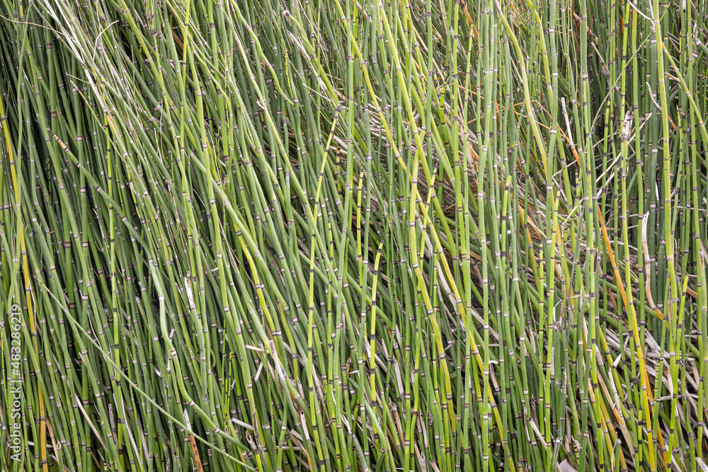 Green bamboo grows in bulk Green bamboo grows in bulk