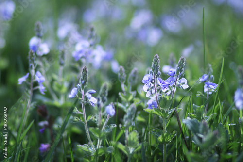 Veronica medicinal herb. Close up photo of blue flower. Veronica officinalis or chamaedrys plant.