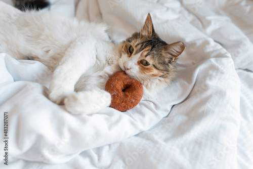 beautiful tricolor cat is lying on white bedding and eating a delicious donut.