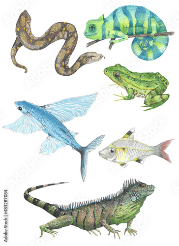 Reptiles set: frog, chameleon, iguana lizard, snake python, x-ray fish, flying fish