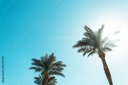 Beautiful palms on a sunny day against the blue sky. Summer holidays