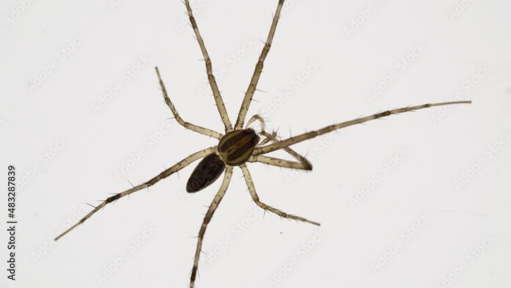 Closeup shot of spider on white background.
Closeup shot of spider on white background.