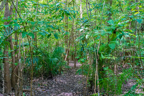 Zanzibar Jozani rain forest. Jozani-Chwaka Bay Conservation area, Tanzania, Africa