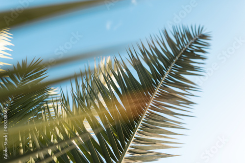 Foto Palm trees against blue sky, Palm trees at tropical coast, coconut tree