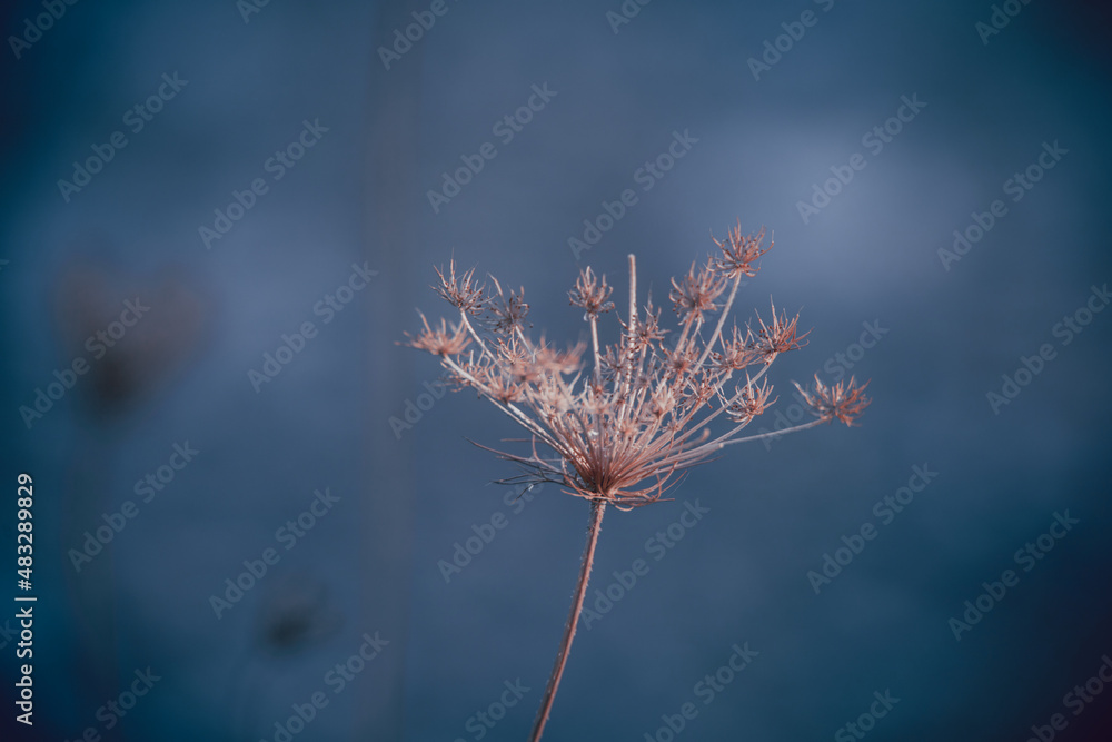Selective focus. Close up, macro shot of a dry flower growing in the countryside, lit by the last rays of light on dramatic, abstract blue background. Visual poetry. Space for copy.