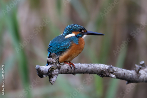 Common kingfisher  © 朋柔 熊谷