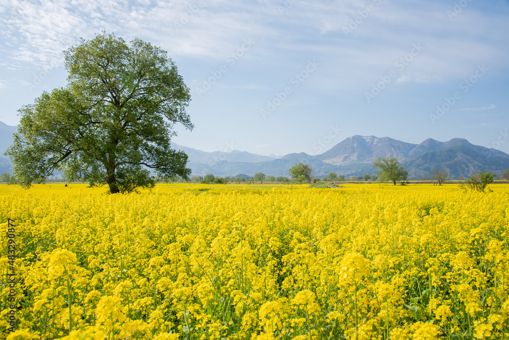 道の駅　花の駅千曲川　菜の花 -canola flower-