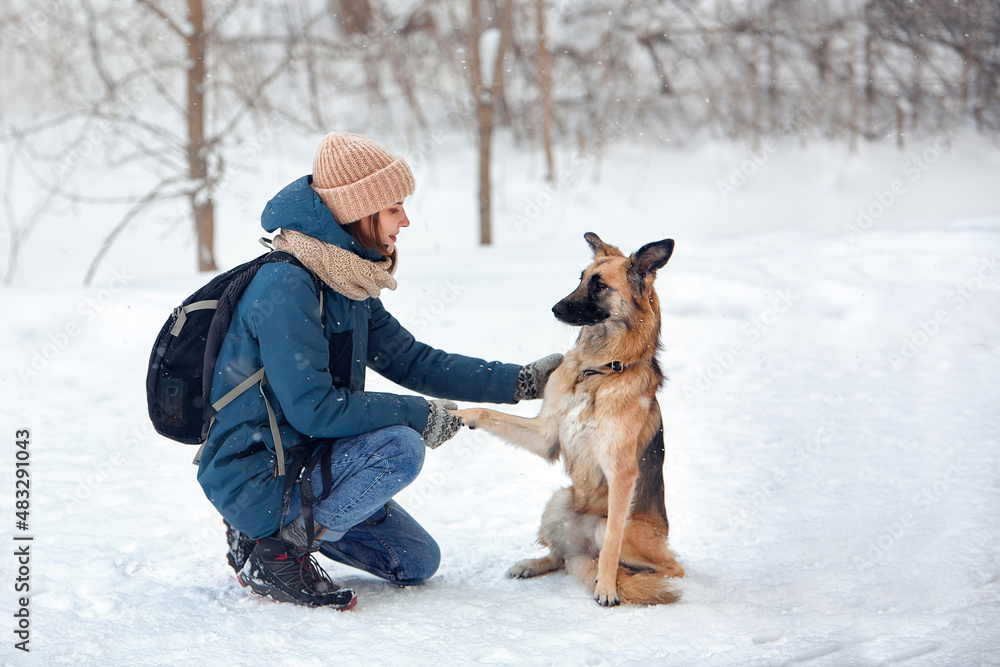 The dog walks in the winter in nature with its owner. They train and play.     