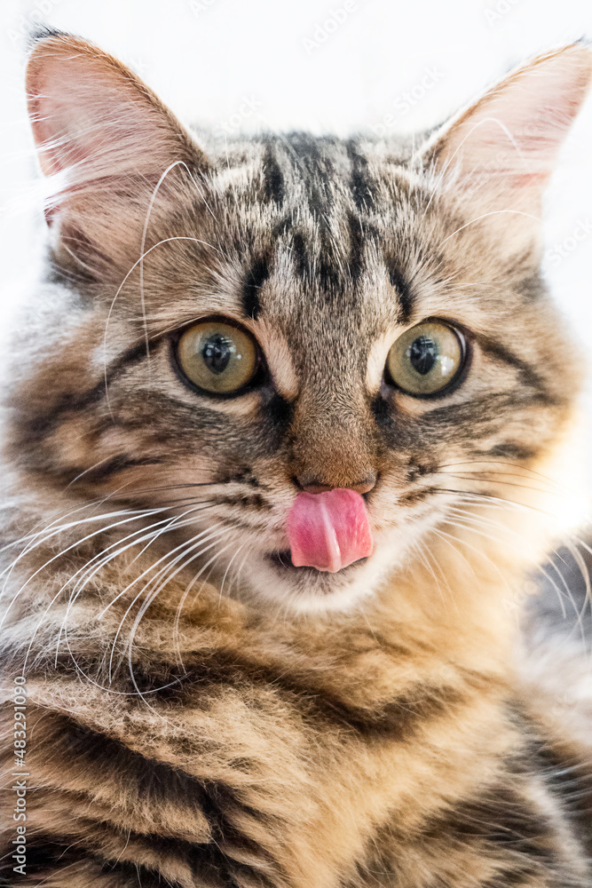 portrait of a funny domestic cat. close-up