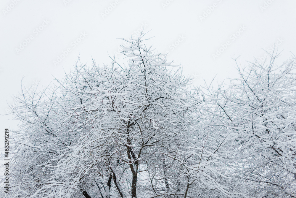 Beautiful snowy trees on a winter day. Tree branches with snow. Beautiful snowy trees on a winter day. Tree branches with snow.