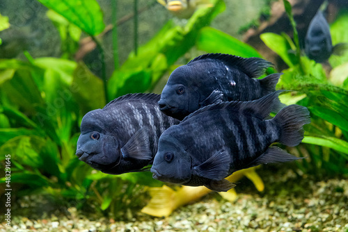 Three black fish in an aquarium on a background of green plants