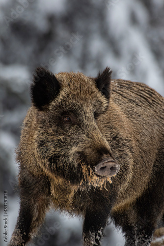 wild boar in the woods © Mt