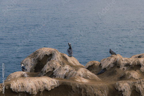 Various birds have found a perfect environment on the the large boulders surrounding a cove within the Pacific Ocean along the coast. So many birds that the boulders are covered with white droppings 