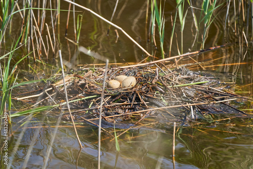 Nest with eggs of great crested grebe, Podiceps cristatus