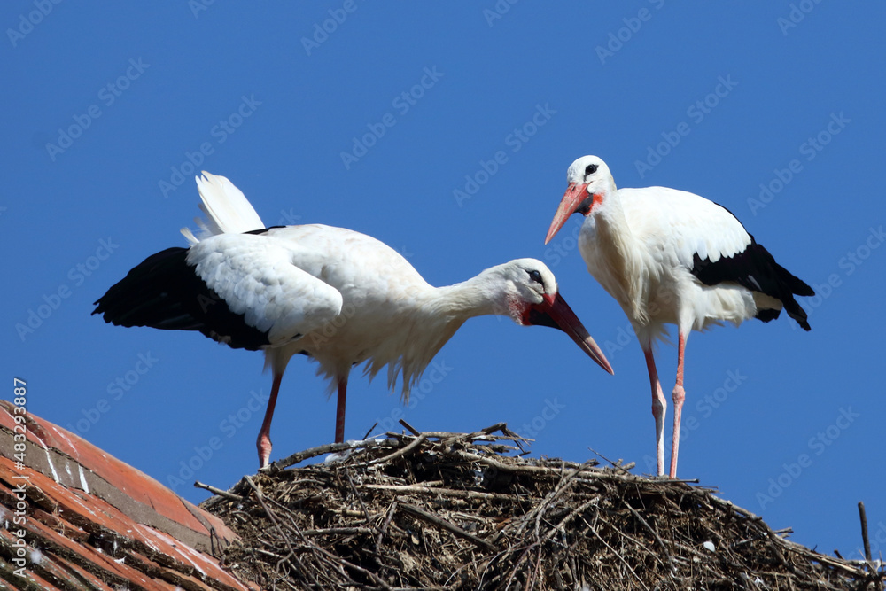 Weißstorch / White stork / Ciconia ciconia Weißstorch / White stork / Ciconia ciconia
