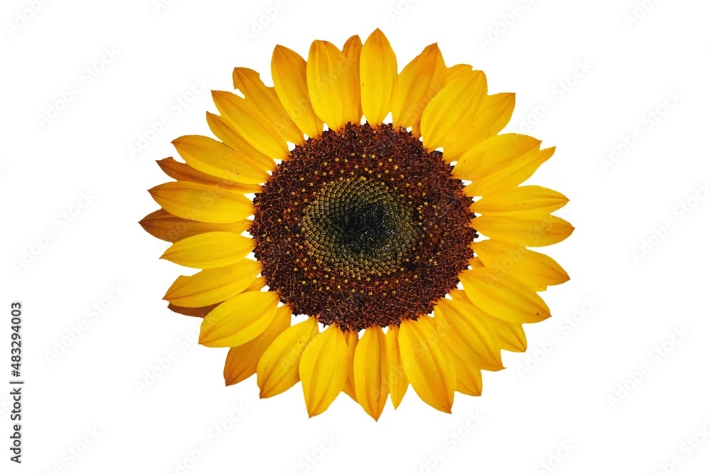 Fototapeta premium sunflower isolated on white background - image