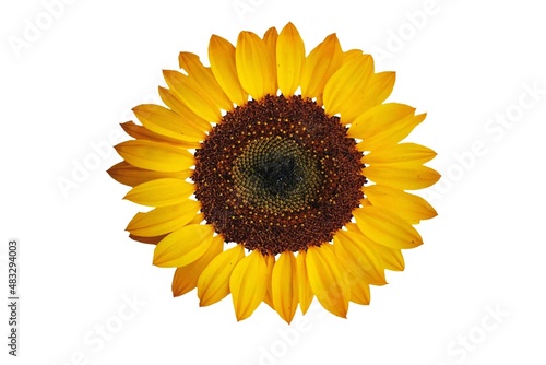 Fototapeta Naklejka Na Ścianę i Meble -  sunflower isolated on white background - image