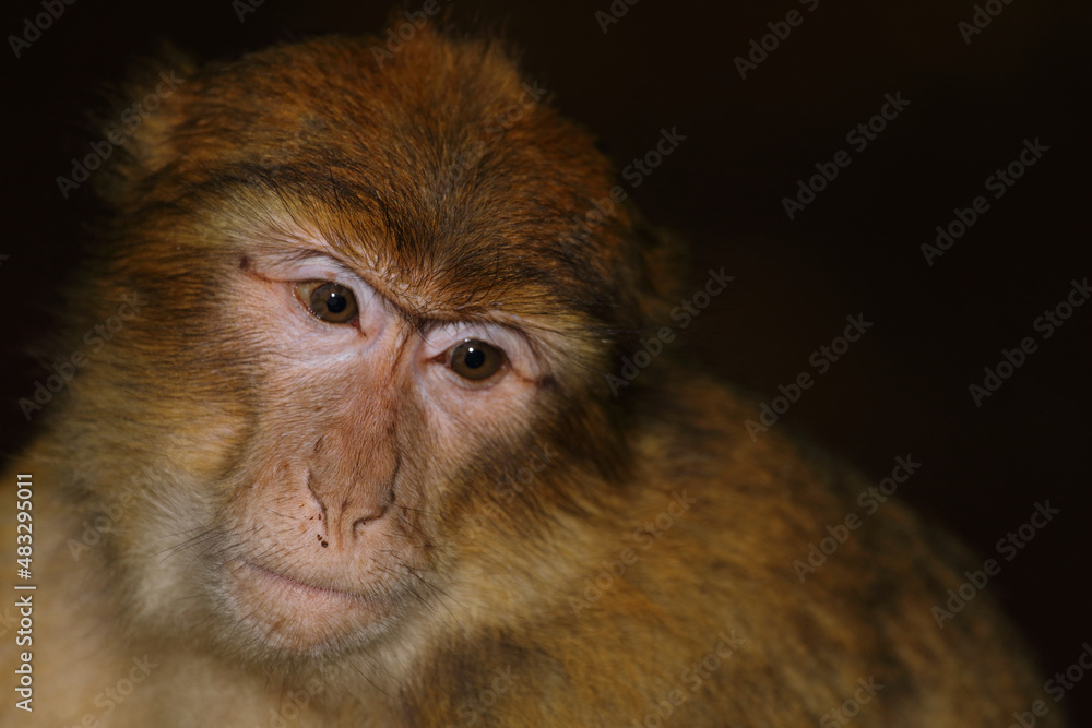 Berberaffe / Barbary macaque / Macaca sylvanus Berberaffe / Barbary macaque / Macaca sylvanus